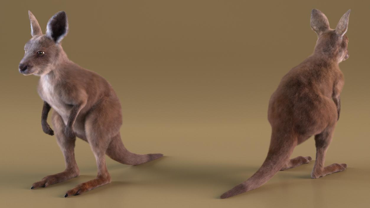 Baby Kangaroo Fur 2 3D model