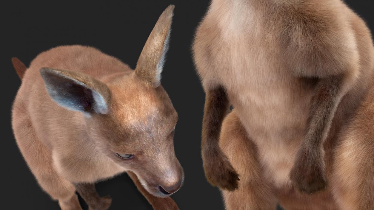 Baby Kangaroo Fur 2 3D model