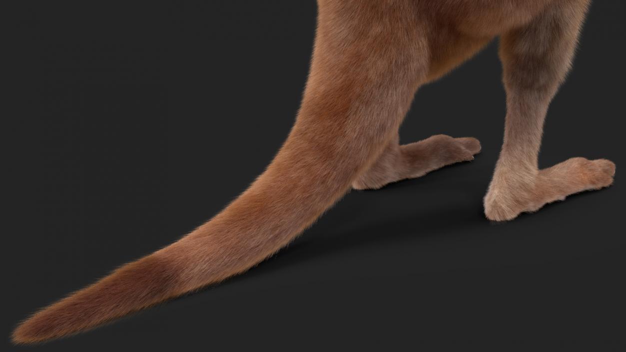 Baby Kangaroo Fur 2 3D model