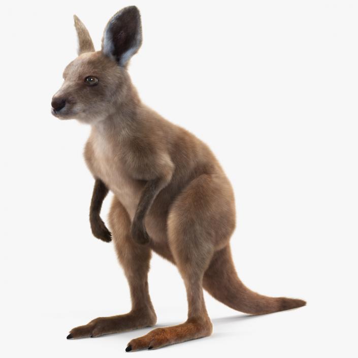 Baby Kangaroo Fur 2 3D model