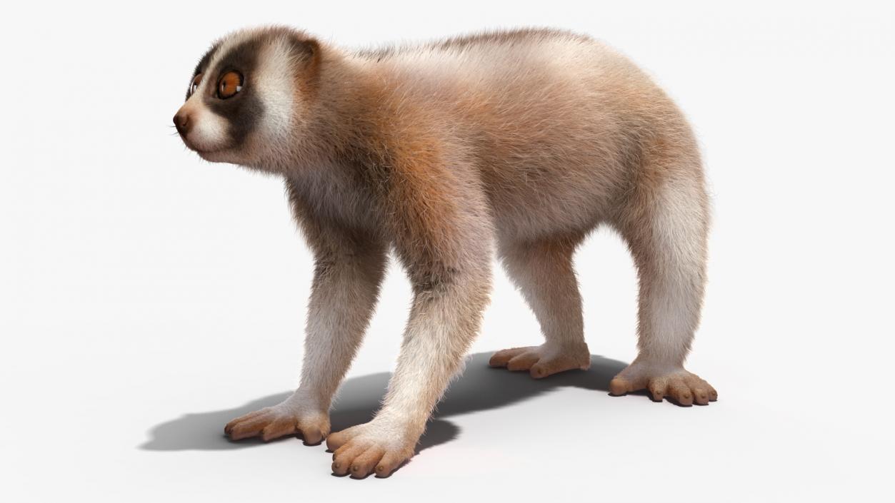 3D Bengal Slow Loris Fur Rigged model