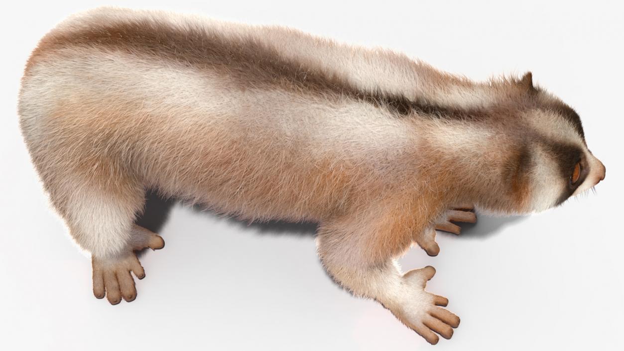 3D Bengal Slow Loris Fur Rigged model