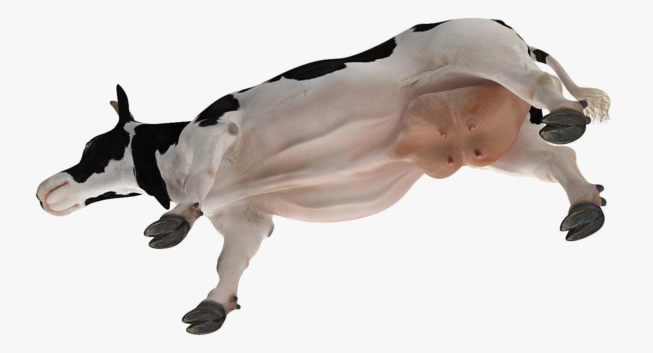 3D Dairy Cow Rigged