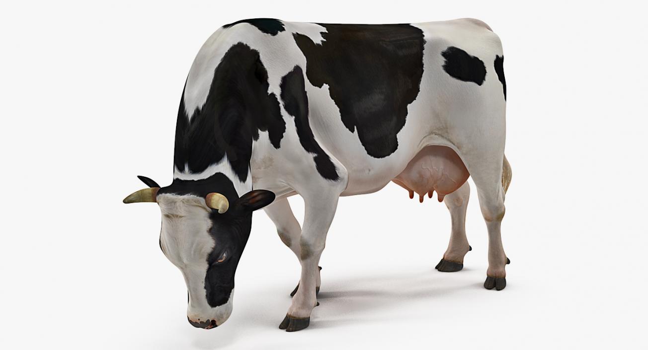 3D Dairy Cow Rigged