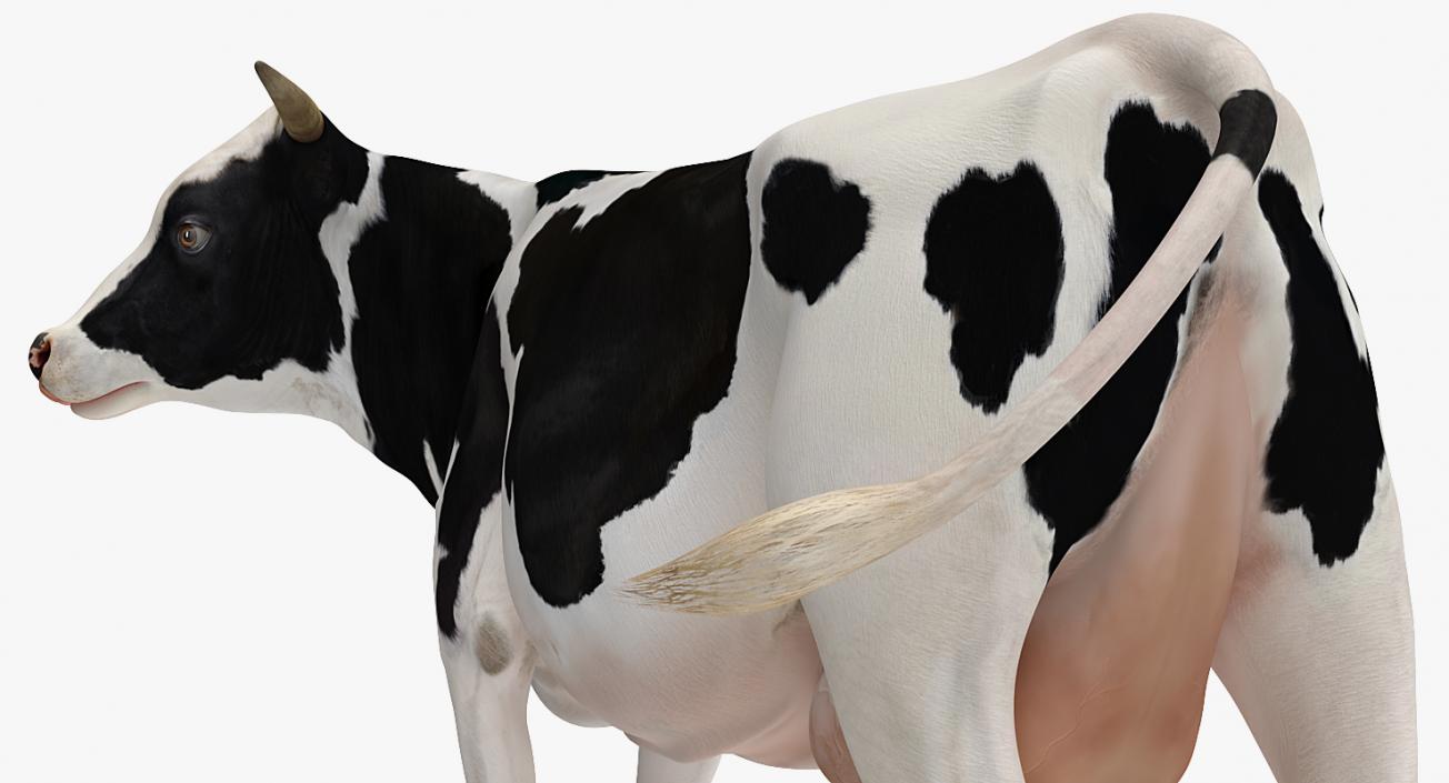 3D Dairy Cow Rigged