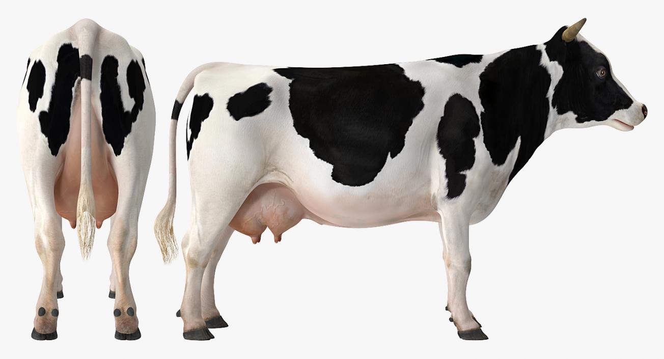 3D Dairy Cow Rigged