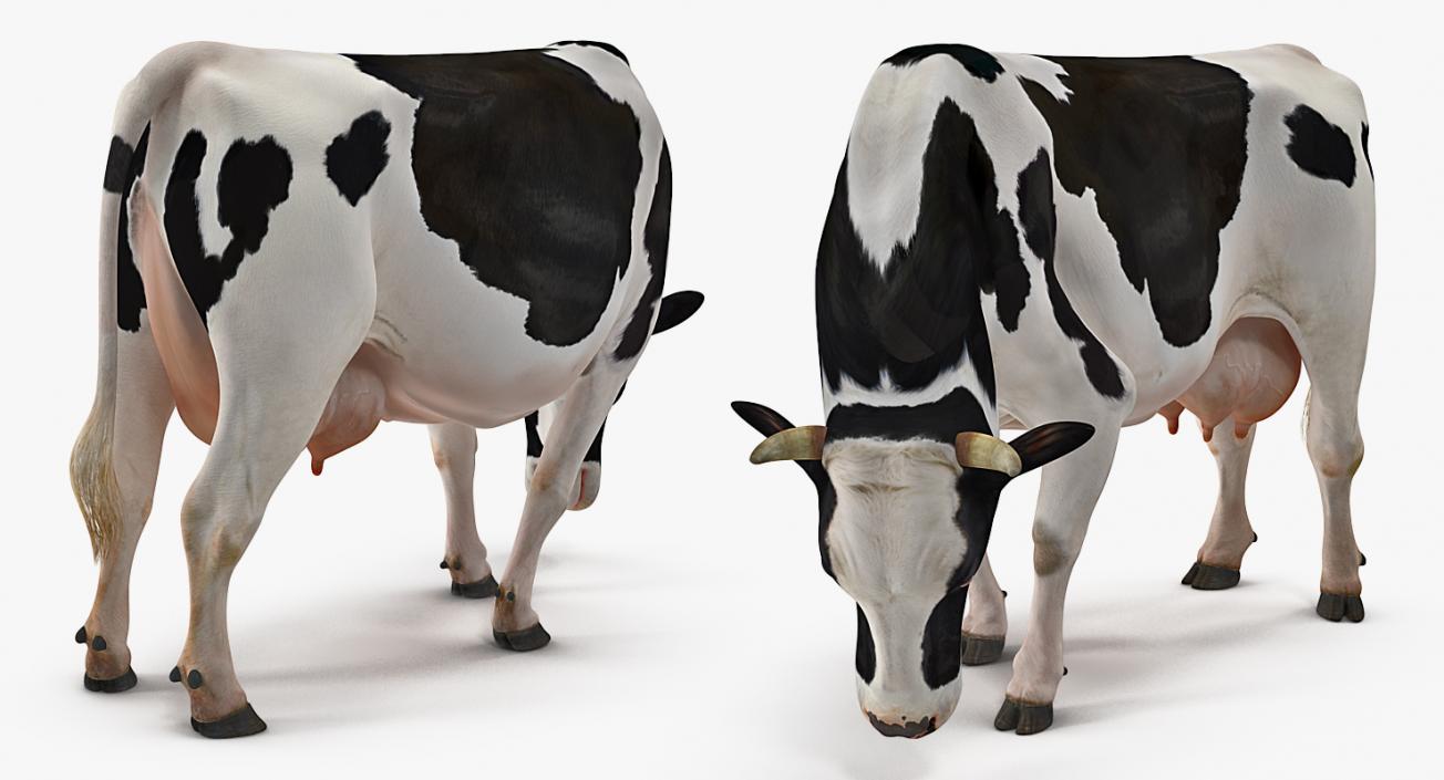 3D Dairy Cow Rigged