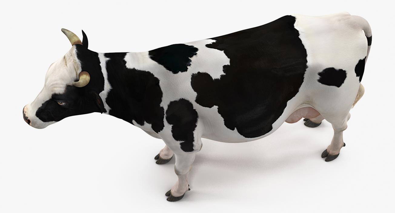 3D Dairy Cow Rigged