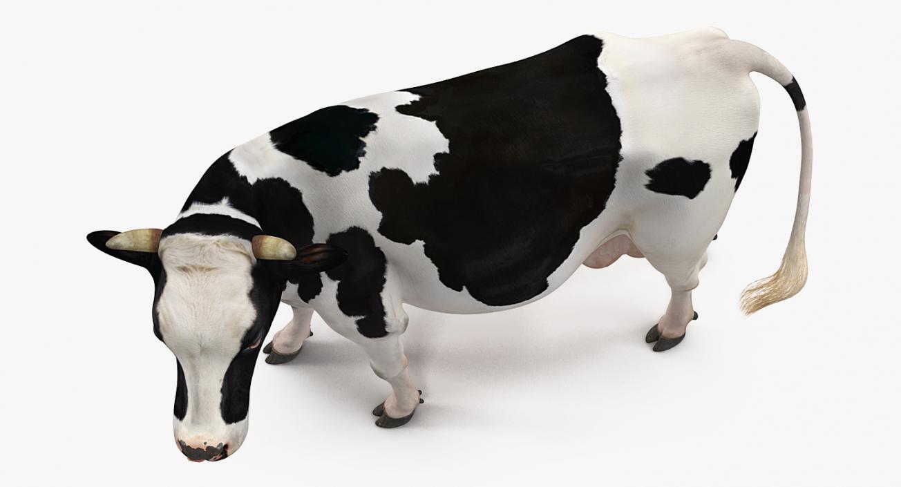 3D Dairy Cow Rigged