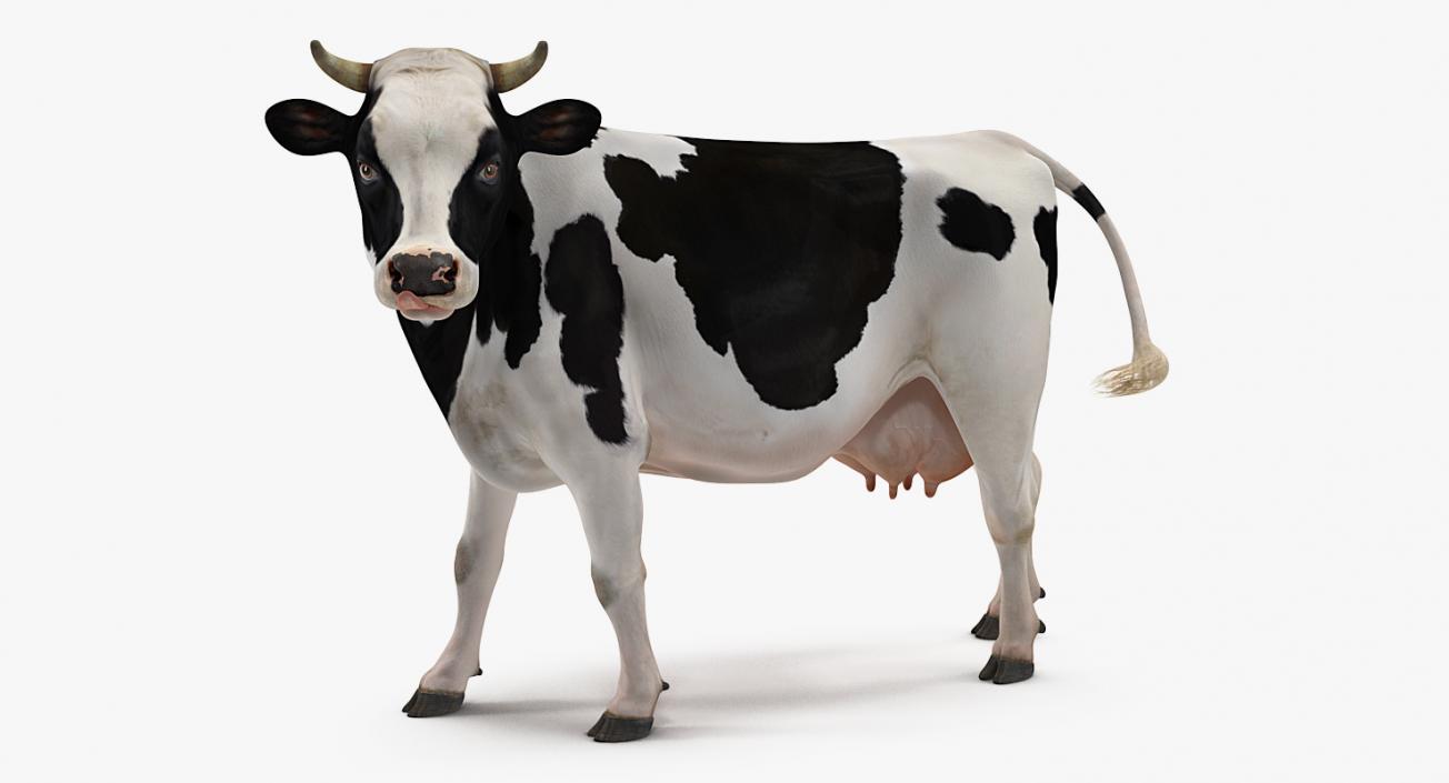 3D Dairy Cow Rigged