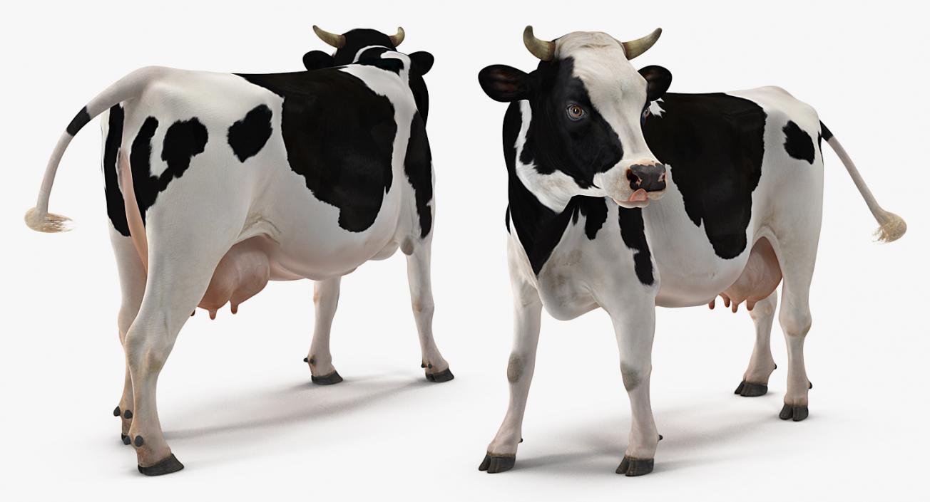 3D Dairy Cow Rigged