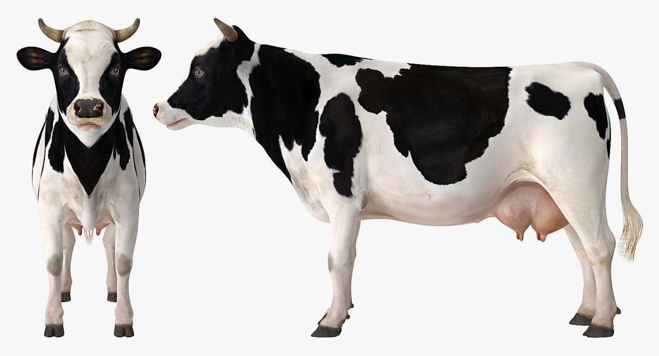 3D Dairy Cow Rigged