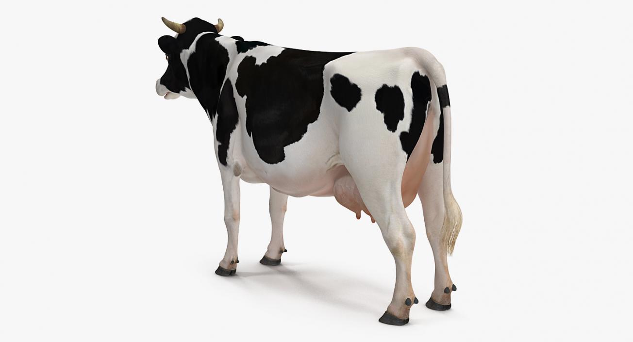 3D Dairy Cow Rigged