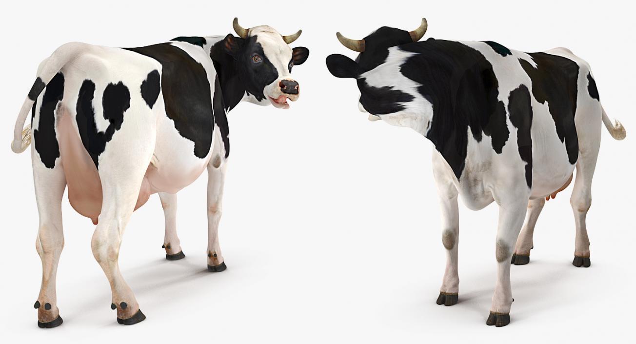 3D Dairy Cow Rigged