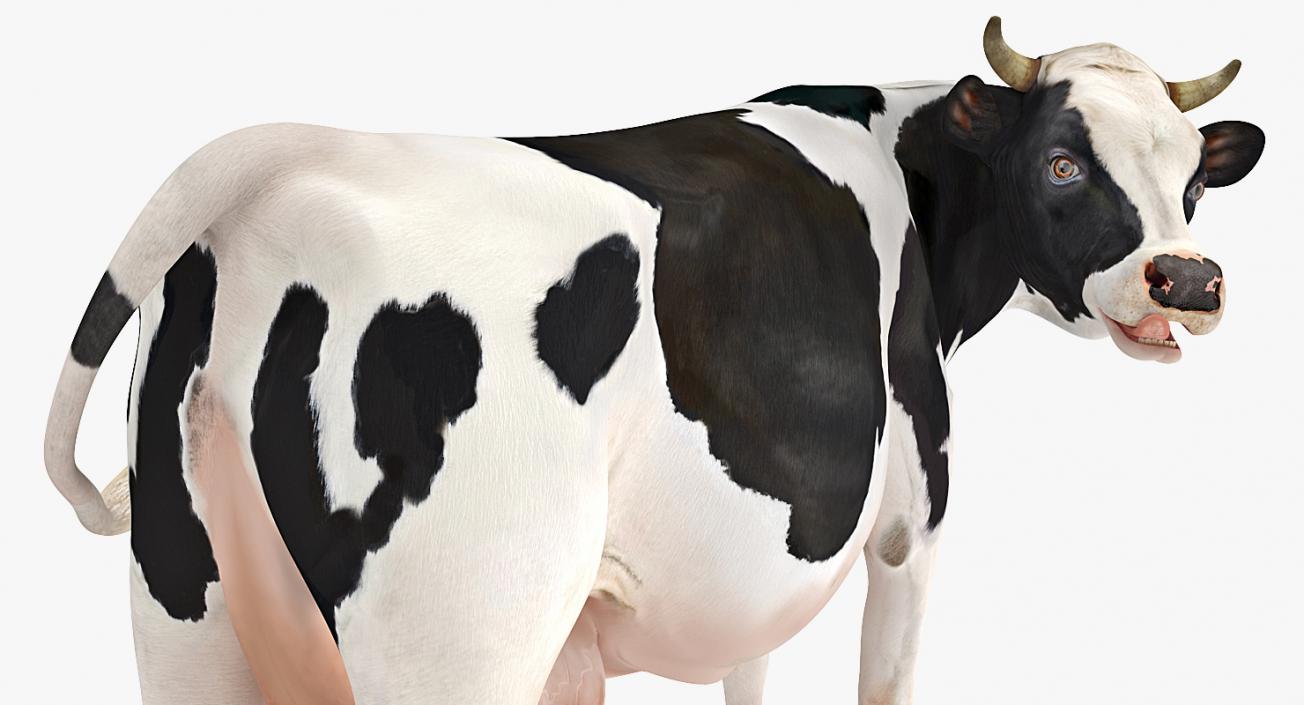 3D Dairy Cow Rigged