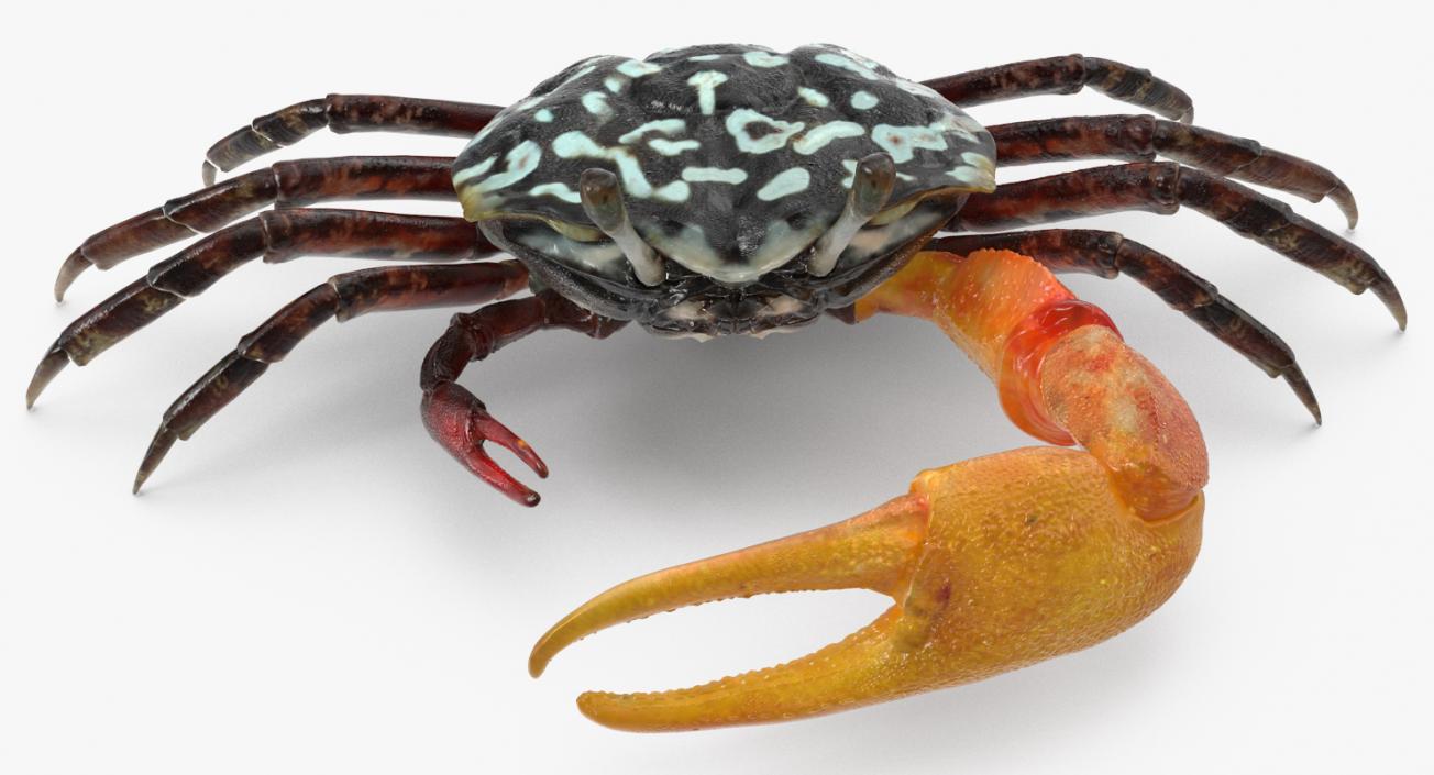 Fiddler Crab 3D