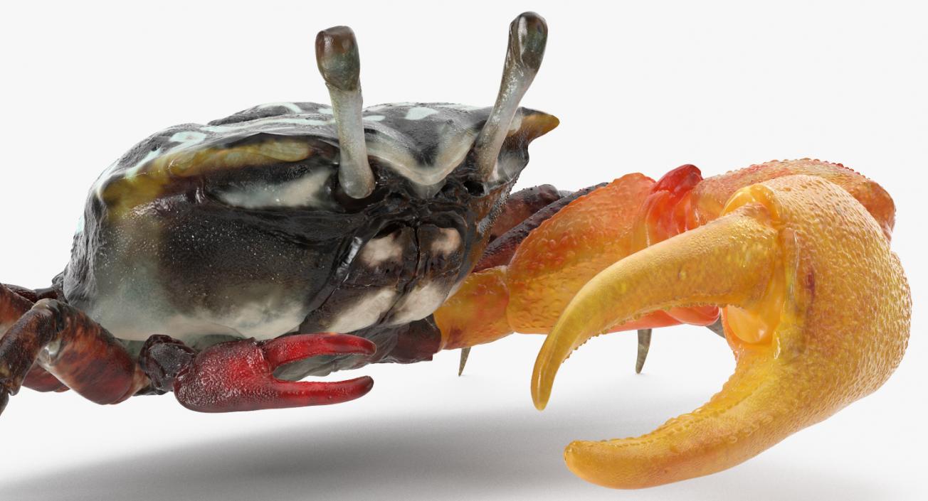 Fiddler Crab 3D