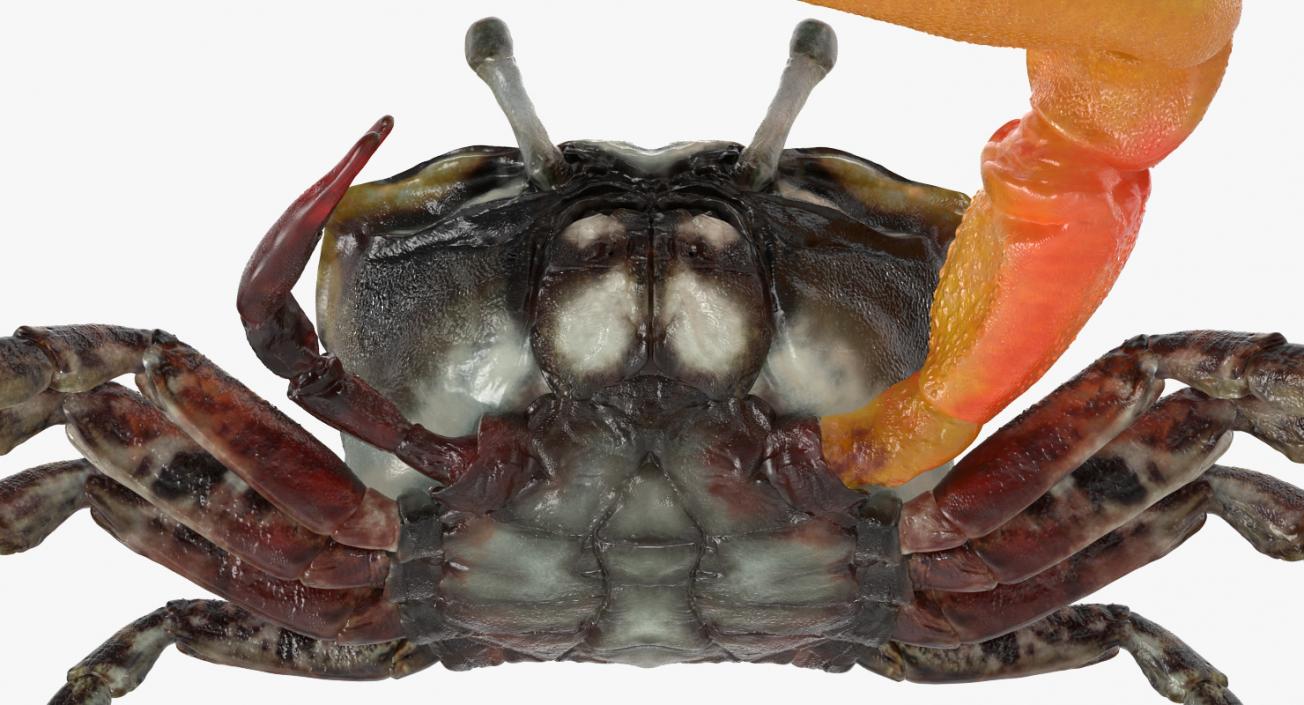 Fiddler Crab 3D