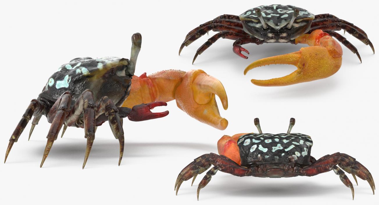 Fiddler Crab 3D