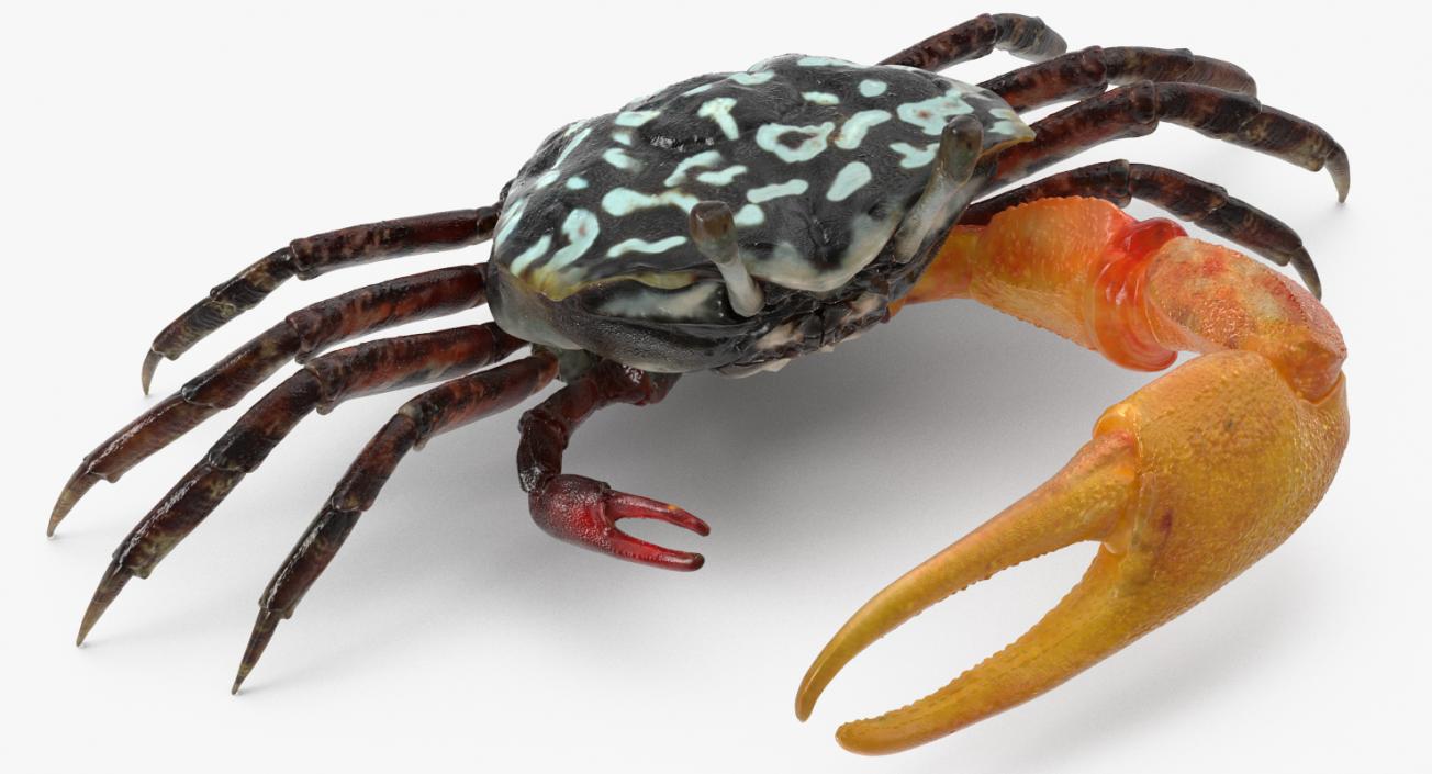 Fiddler Crab 3D