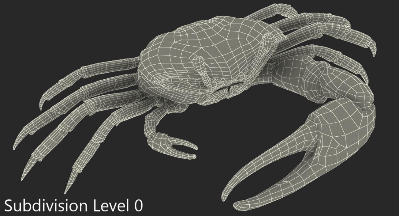 Fiddler Crab 3D