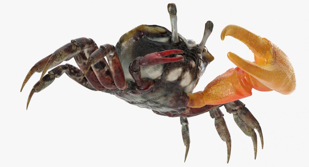 Fiddler Crab 3D