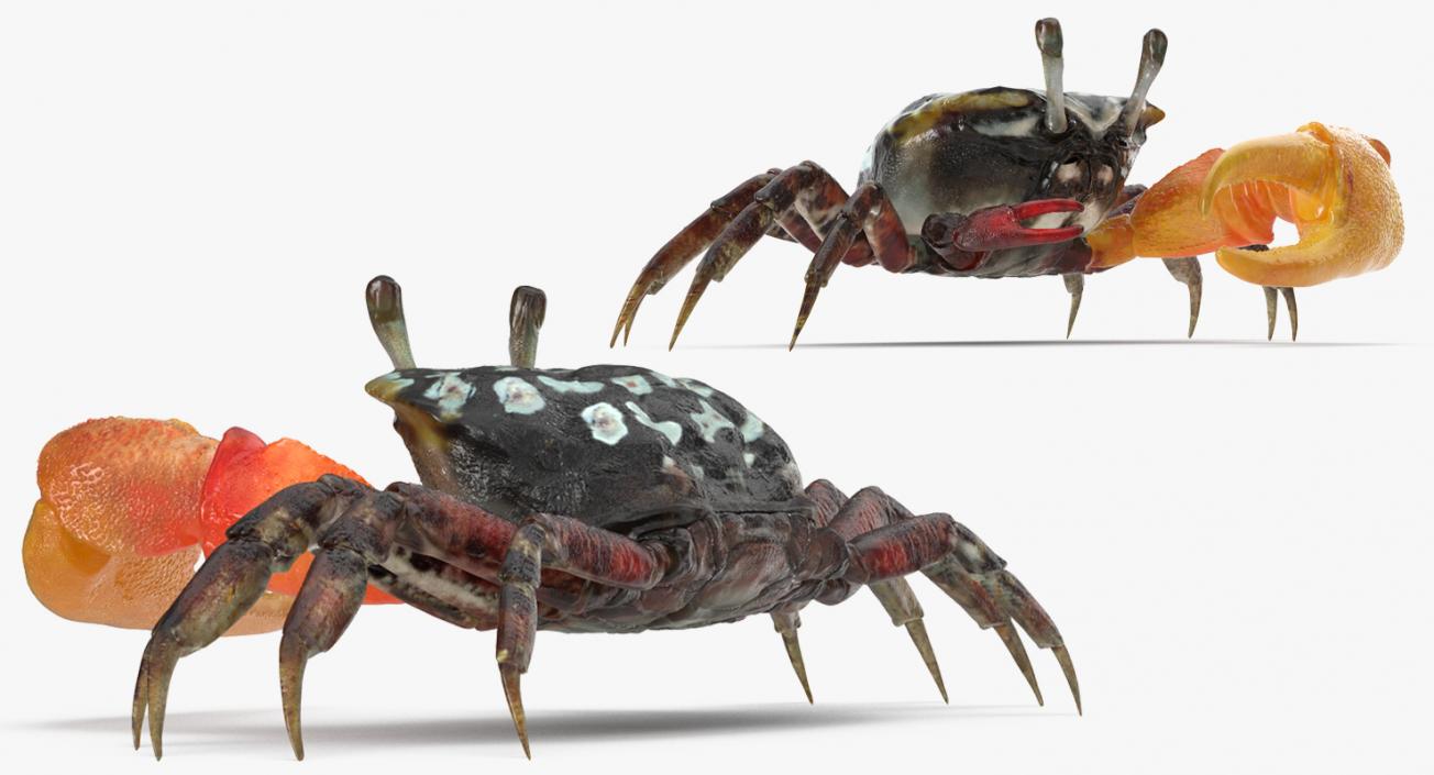 Fiddler Crab 3D