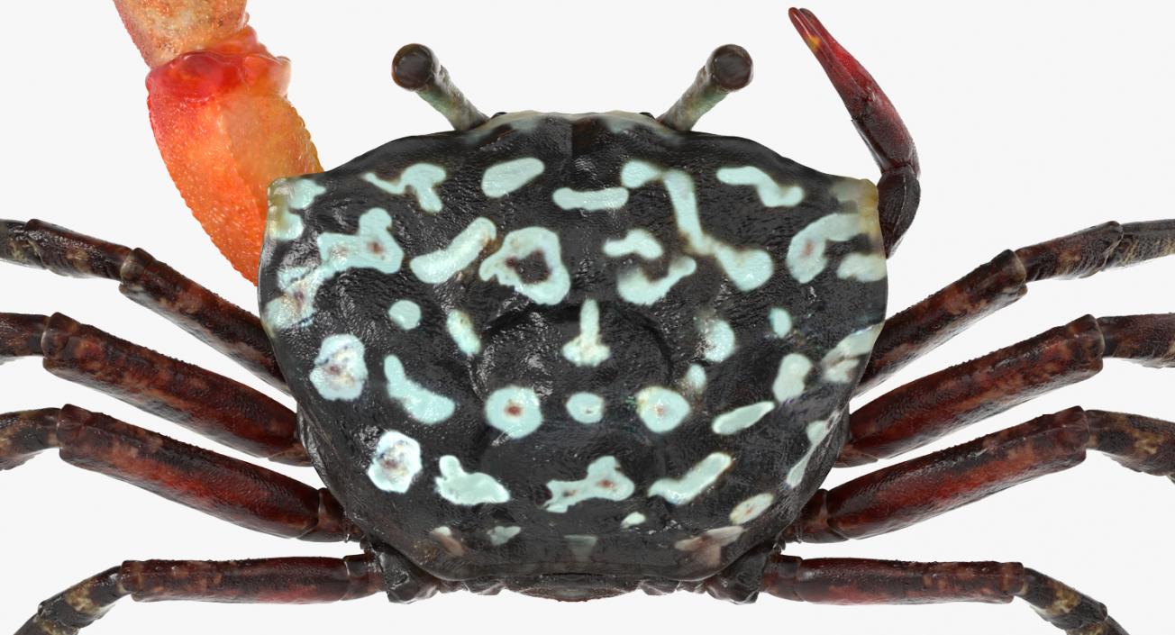 Fiddler Crab 3D