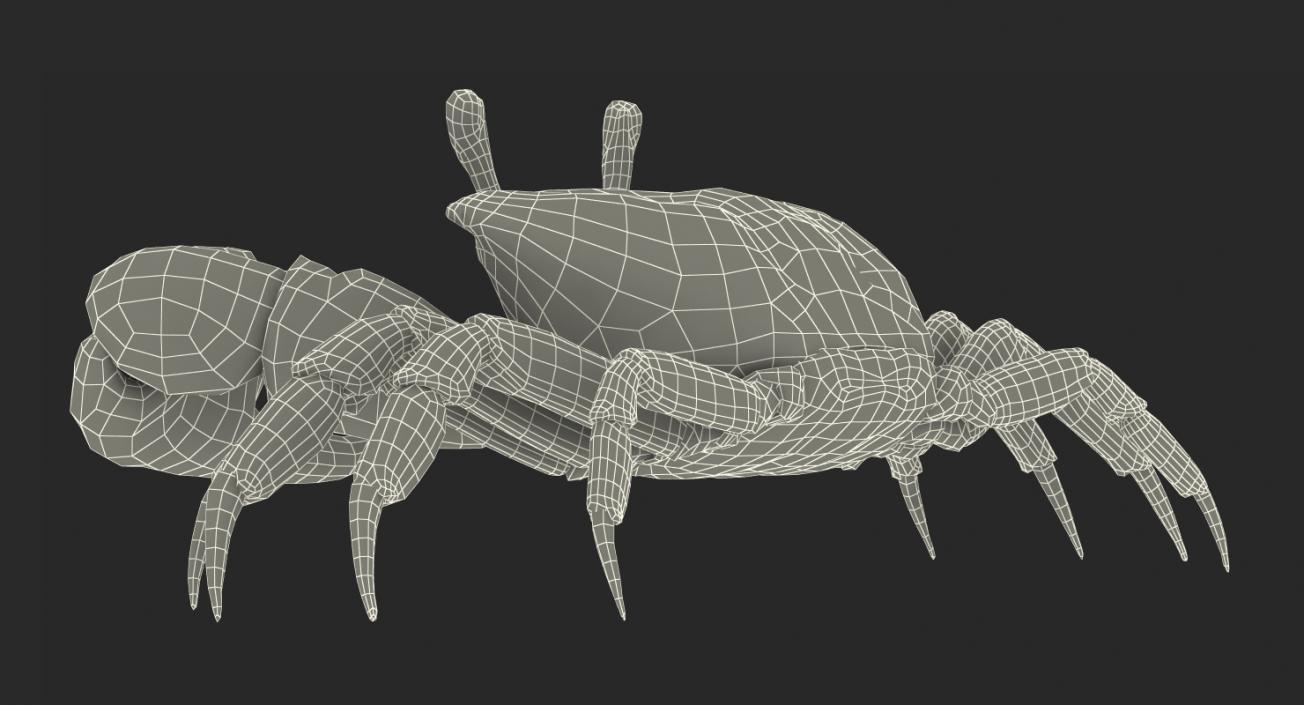 Fiddler Crab 3D