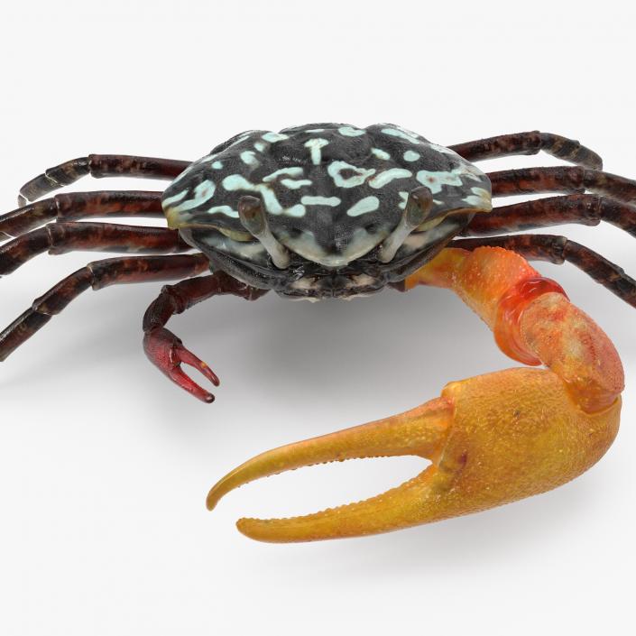 3D Crabs Collection 2 model