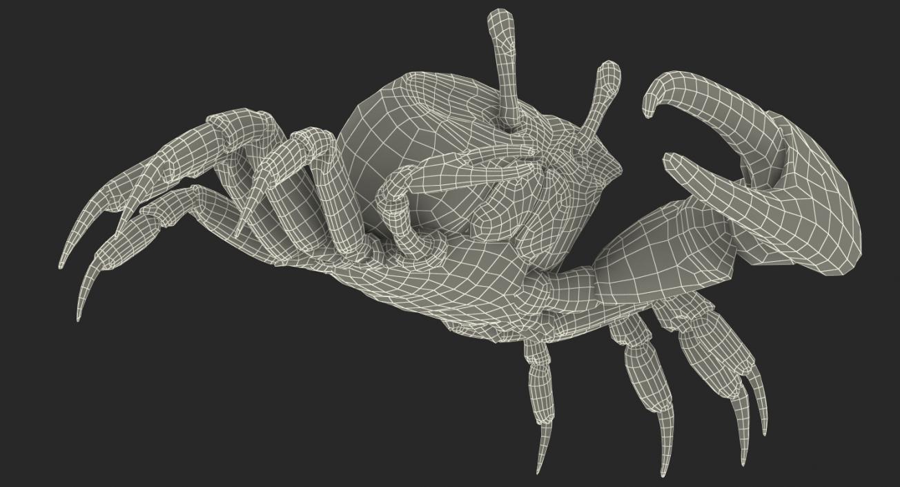 Fiddler Crab 3D