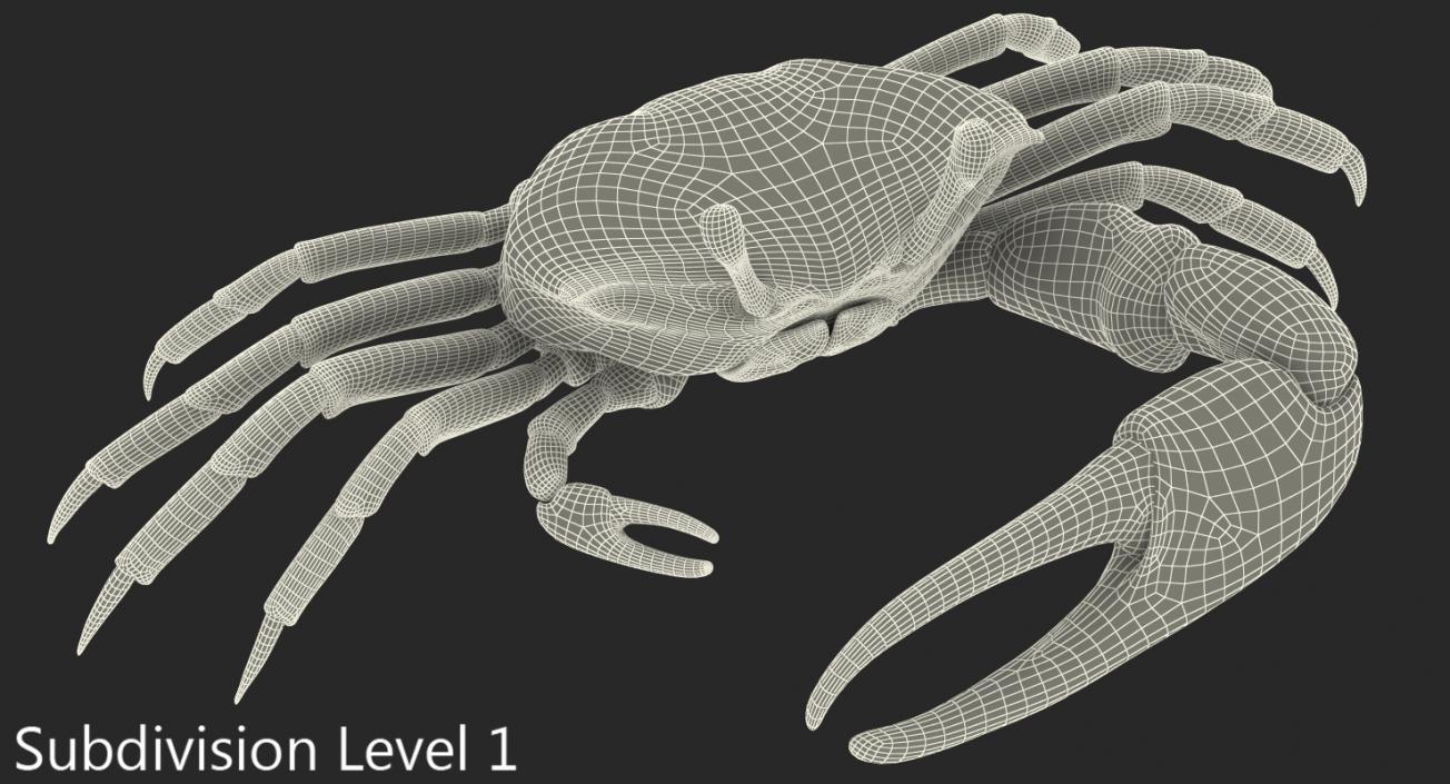 Fiddler Crab 3D