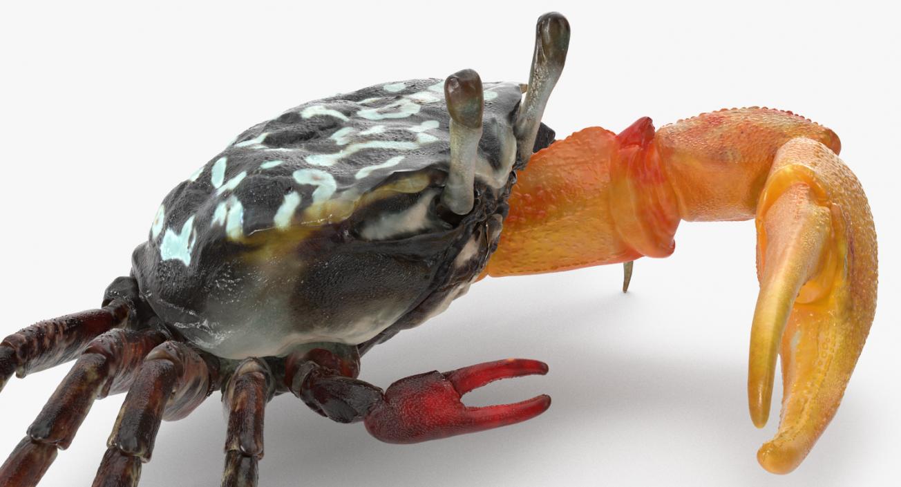 Fiddler Crab 3D