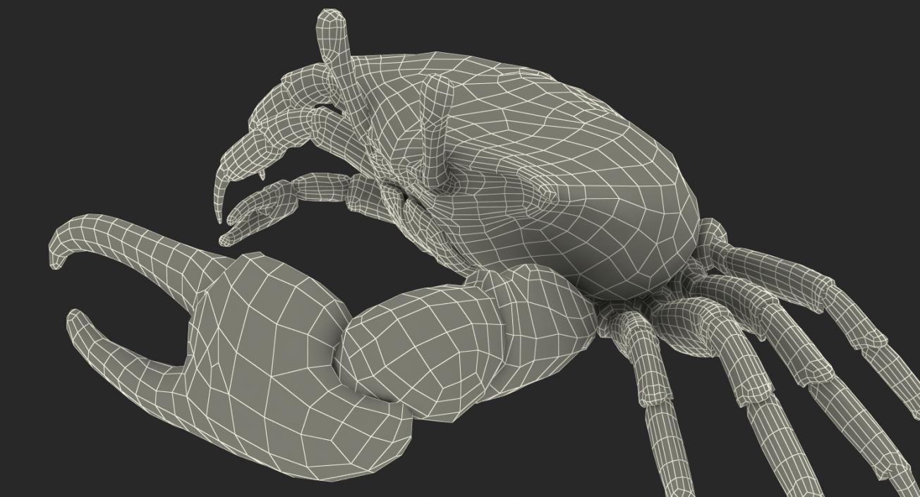 Fiddler Crab 3D