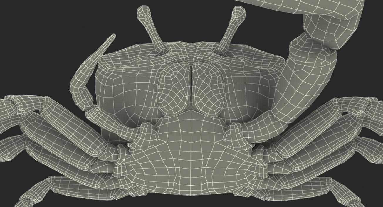 Fiddler Crab 3D