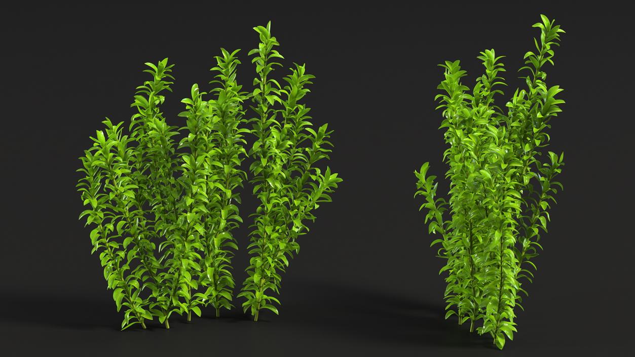 Aquarium Plant Elodea Young 3D