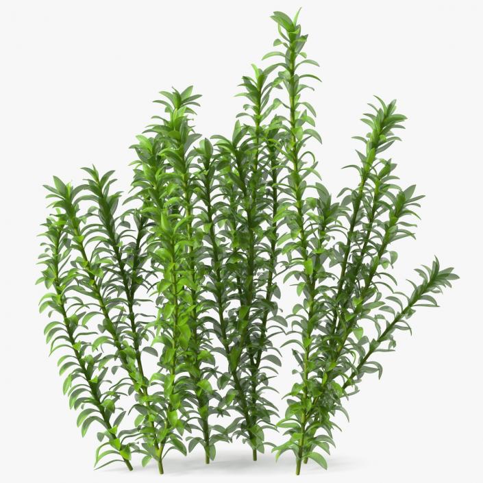 Aquarium Plant Elodea Young 3D