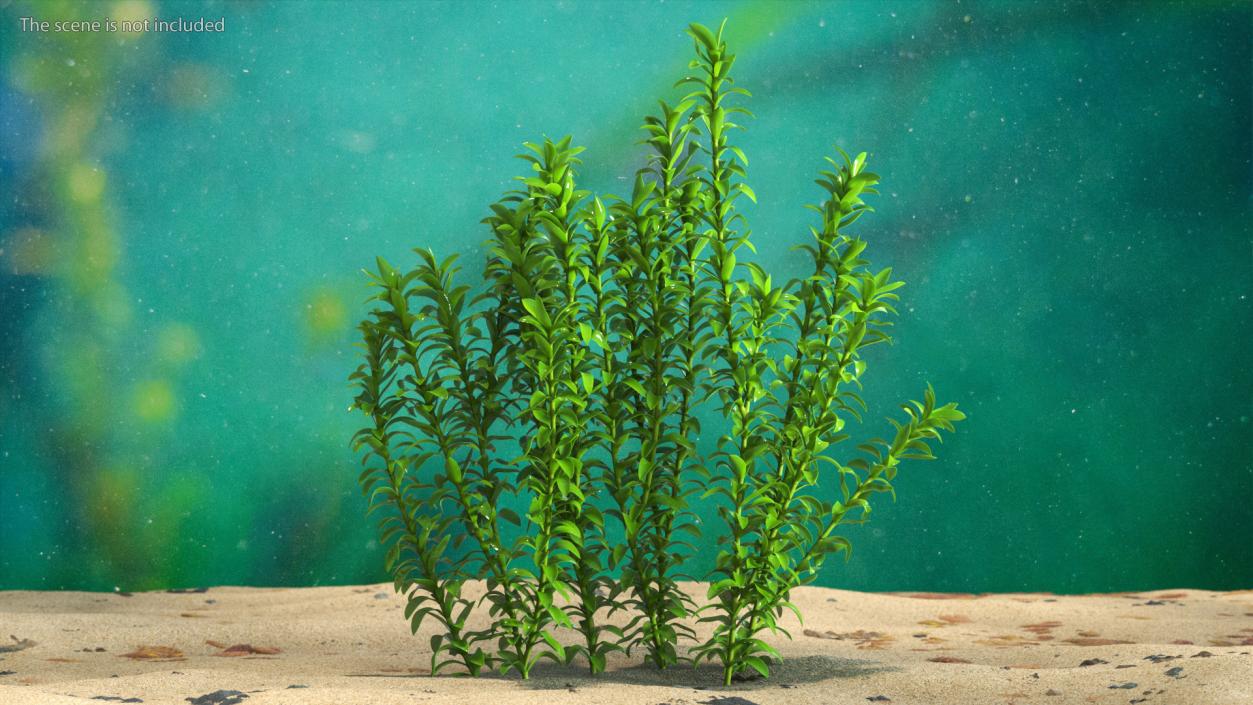 Aquarium Plant Elodea Young 3D