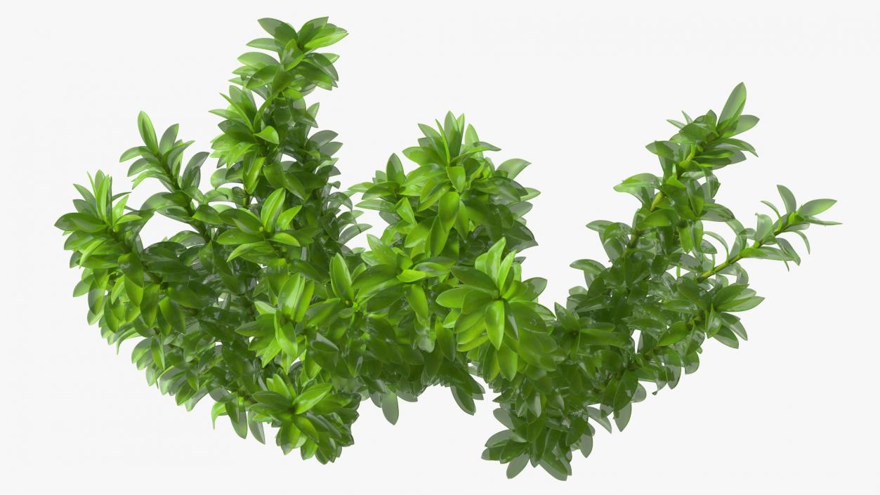 Aquarium Plant Elodea Young 3D