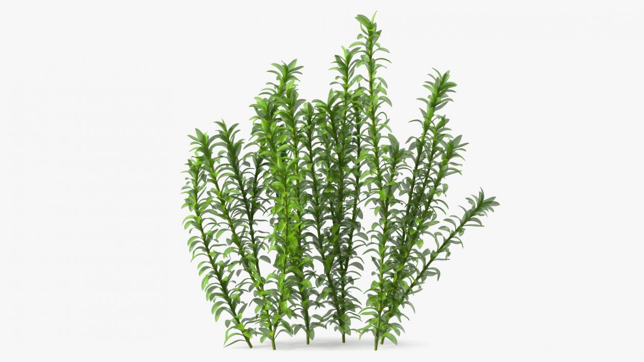 Aquarium Plant Elodea Young 3D