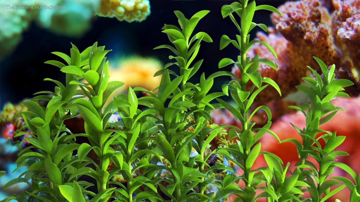 Aquarium Plant Elodea Young 3D