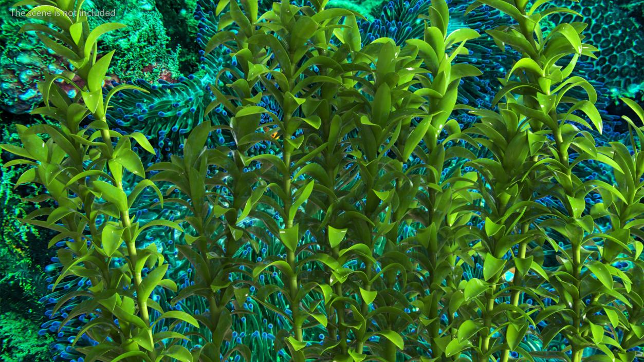 Aquarium Plant Elodea Young 3D