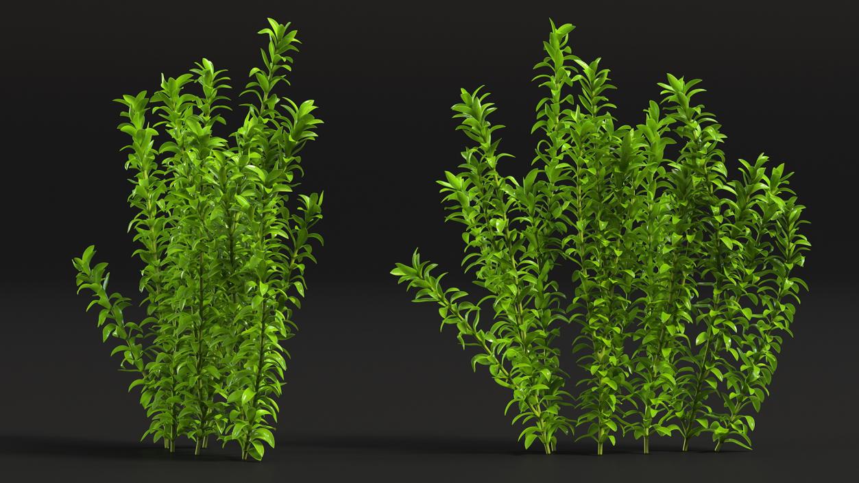 Aquarium Plant Elodea Young 3D