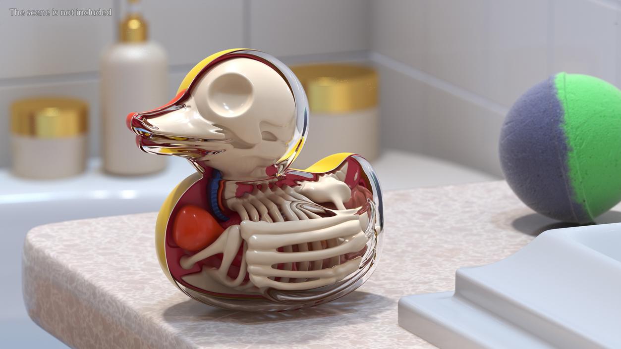 Bath Duck Anatomy Glass Half Shell 3D model