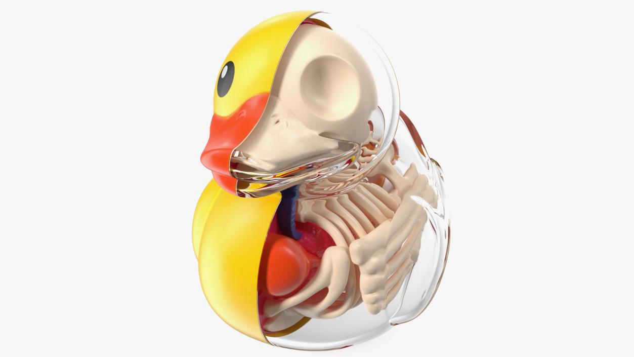 Bath Duck Anatomy Glass Half Shell 3D model