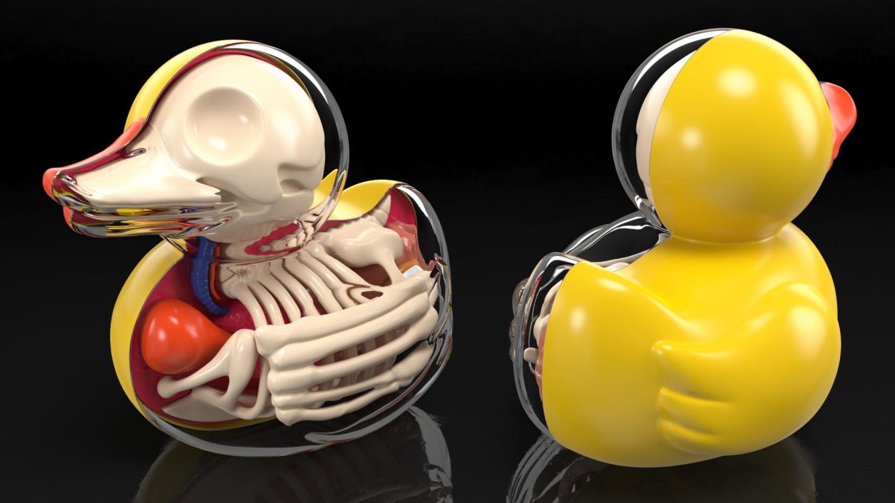 Bath Duck Anatomy Glass Half Shell 3D model