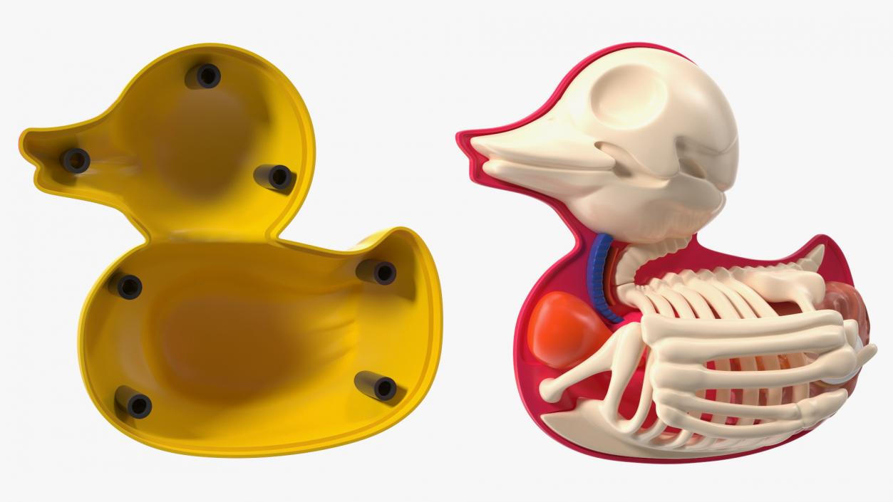 Bath Duck Anatomy Glass Half Shell 3D model