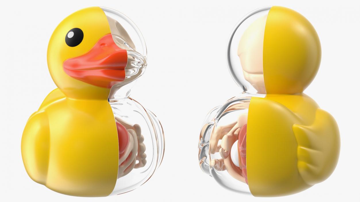 Bath Duck Anatomy Glass Half Shell 3D model