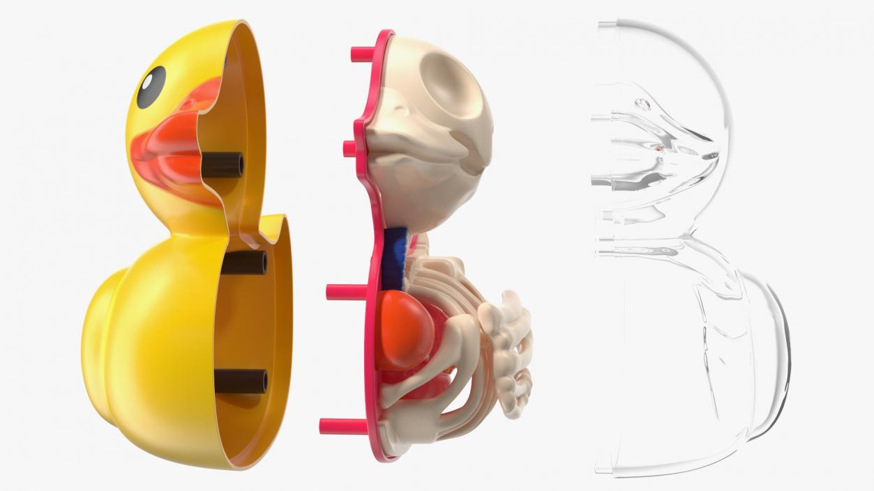 Bath Duck Anatomy Glass Half Shell 3D model