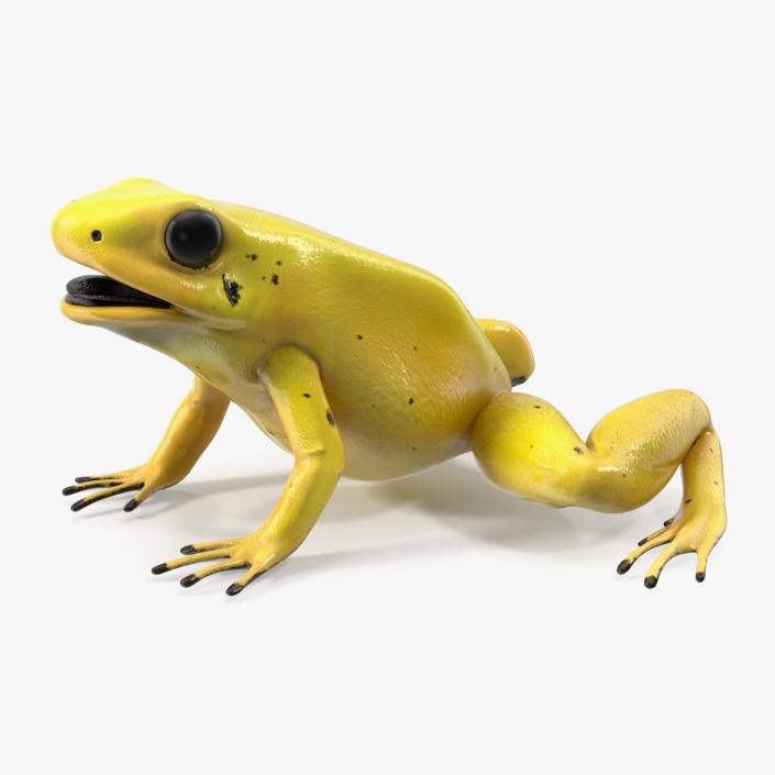 Golden Dart Frog Rigged for Maya 3D